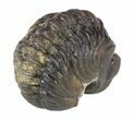 Partially Enrolled Morocops Trilobite #52428-2
